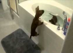 Enlace a Y pensar que a mi perro si no lo llevo atado no hay manera de meterlo en la bañera...