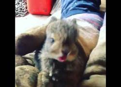 Enlace a Parece que el pobre bebé conejito se ha resfriado, qué manera más adorable de estornudar