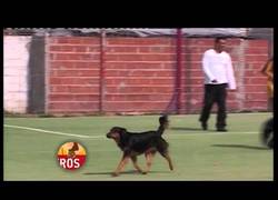 Enlace a Atención a este perro, no le falta olfato goleador