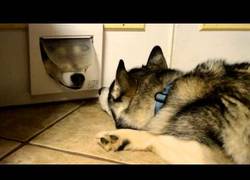 Enlace a Dos huskies siberianos tienen una extraña relación a través de la puertecita del gato