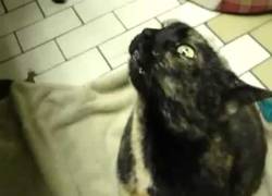 Enlace a Cepillando a un gato endemoniado