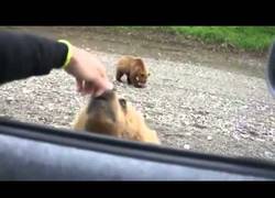 Enlace a Un oso pidiendo comida a los viajeros en mitad de la carretera