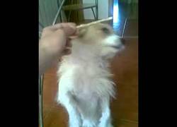 Enlace a Perrito haciendo todo tipo de trucos para conseguir su premio