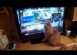 Enlace a Mi gato también quiere jugar a la Playstation, claro está, a su manera