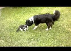 Enlace a La paciencia infinita de algunos perros y el ansia de trolleo de algunos gatos