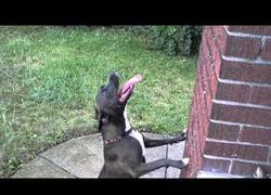 Enlace a Este perro se defiende de la lluvia de la única forma que sabe, intentando morderla
