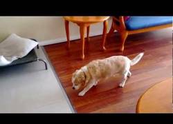 Enlace a Sabemos que los perros se pueden sentir culpables, pero éste ha batido todas las marcas