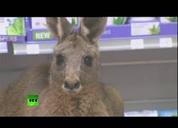 Enlace a Un canguro herido acaba en una farmacia de un aeropuerto australiano