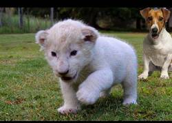 Enlace a Este cachorro de león albino ha encontrado un gran amigo en este perro