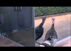 Enlace a El pavo que no se llevaba bien con su reflejo