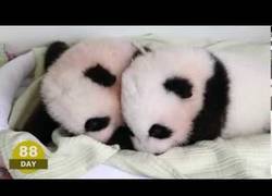 Enlace a Los primeros 100 días de vida de dos osos pandas gemelos