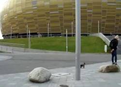 Enlace a Halcón intenta cazar a un perrito en plena ciudad