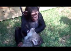 Enlace a Un lobezno, un chimpancé bebé y dos cachorros de tigre jugando