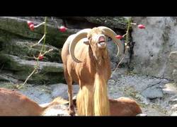 Enlace a Este carnero tiene una manera muy curiosa de balar