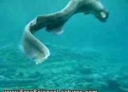 Enlace a Una animal que se creía extinto, un tiburón prehistórico que habita en el abismo oceánico