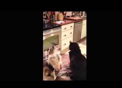 Enlace a El truco de las palomitas entre el gato y el perro