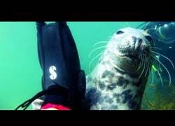 Enlace a Esta foca se enamoró de un submarinista