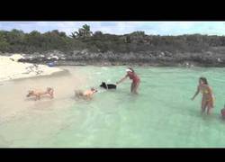 Enlace a Cerdos y sus crías dándose un bañito en las Bahamas, ¿tú qué tal llevas la semana?