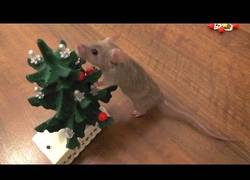 Enlace a El ratoncito con más espíritu navideño ya decora su arbolito