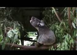Enlace a El momento en que el koala deja de ser adorable