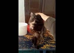 Enlace a ¡Te ordeno que me acaricies, humano!