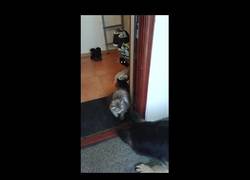 Enlace a Parece que el perro tiene un aliado con el que el gato gris no contaba
