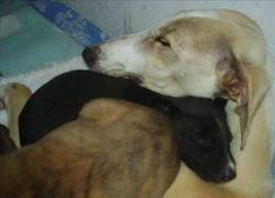 Enlace a La historia de Ara, una galga rescatada junto a sus cachorros