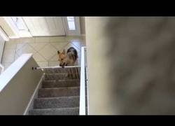Enlace a Cuando un perro es listo de verdad, no se le pueden poner barreras de este tipo