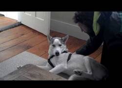 Enlace a Husky aprende a decir no para que no le metan al transportín