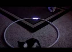 Enlace a Cómo volver loco a tu gato