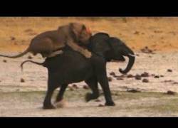 Enlace a León atacando a un elefante joven, la naturaleza es así de cruda