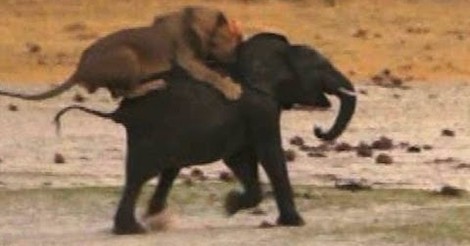 No tengo tele! / León atacando a un elefante joven, la naturaleza es así de  cruda