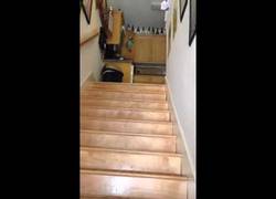 Enlace a El peor perro guardián jamás visto