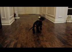 Enlace a Parece ser que a este perrito no le gustan sus nuevos zapatos