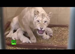 Enlace a Leones blancos trillizos nacen en un zoológico en Polonia