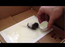 Enlace a Cómo rescatar a un ratón de una trampa de pegamento