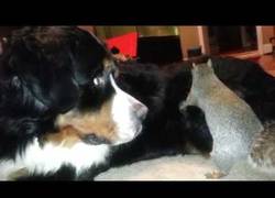 Enlace a Oye perrito, ¿me dejas esconder aquí mi bellota?