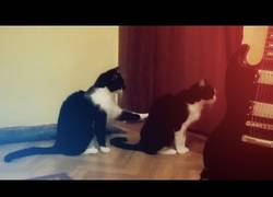 Enlace a Hasta los gatos tiene problemas de pareja, y tiene una forma peculiar de resolverlos