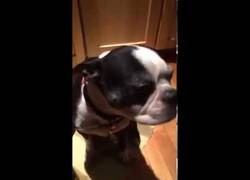 Enlace a No sé si lo de este perro son nervios, frío o que está en modo vibración