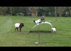 Enlace a Cabras jugando en equilibrio, o por lo menos intentándolo