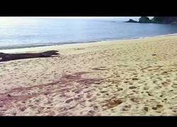 Enlace a ¿Te vienes a la playa de Nueva Zelanda a ver el amanecer?