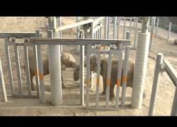 Enlace a El emotivo momento en que un elefante ve por primera vez a otro elefante