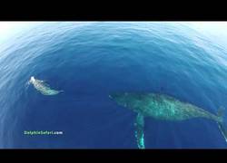 Enlace a Grabando con un dron en alta mar, estampida de delfines y ballenas, una cono su cría
