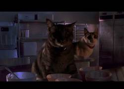 Enlace a Jurassic Park, si cambias los velociraptores por gatos, no sé si da más miedo o es más adorable