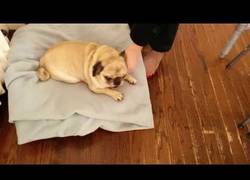 Enlace a La sordera de este carlino le hace ladrar de una manera algo curiosa