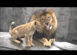 Enlace a Cachorros de león conocen a su padre por primera vez y no hacen más que incordiarlo