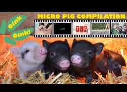 Enlace a Recopilación de cerditos adorables