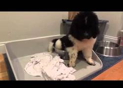 Enlace a A este perro le va haciendo falta un sitio para dormir