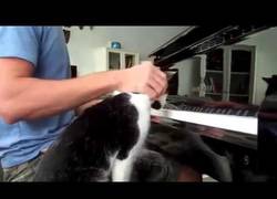 Enlace a ¡Nada de piano, aquí sólo caricias al gato!