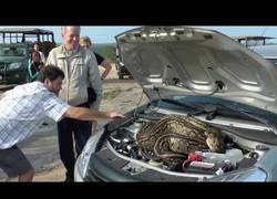 Enlace a Una serpiente demasiado curiosa se mete en el capó de un coche en pleno safari